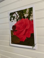 Garden Rose #11 – landscape photograph 8.5×11