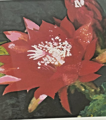 Epiphyllum or Orchid Cactus Brilliant Red Flower Photo Matted & Framed 13″Wx16″H