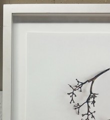 PATRICIA SILVA ‘Have a Spine, Take a Breath’ Abstract Nature CONTEMPORARY Photo