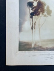 Leopold Hugo, Silver Print Photo «Eucalyptus Trees, Ca.» Pencil Signed. 1916