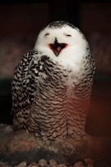 Digital Image Picture Photo Pic Wallpaper Background Photo Of Smiling Owl Nature
