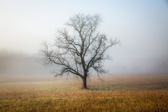 Great Smoky Mountains Photography Print: Tennessee Tree Fog Nature Smokies Photo