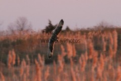 Short Eared Owl Photo, Pick One Image – Various Sizes