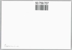 50759707 – Taormina photo 8.5×13 cm Messina