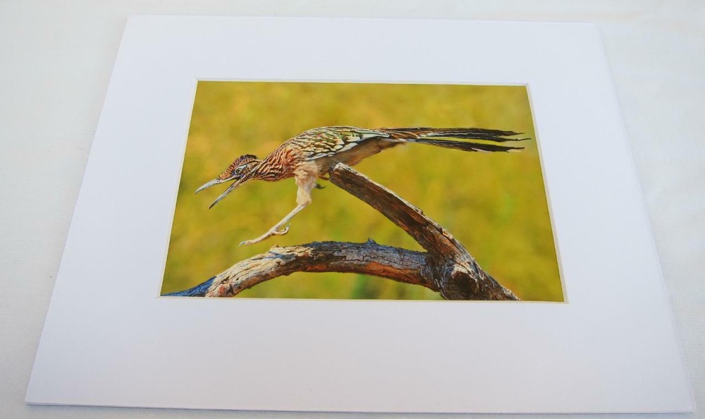 Roadrunner Joshua Tree CA 5×7 Photograph signed Brian Blackwelder – #33