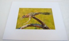 Roadrunner Joshua Tree CA 5×7 Photograph signed Brian Blackwelder – #33