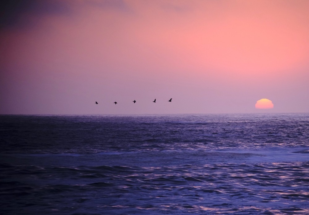 Pelicans Crossing the Sun Jenner California Stunning Sunset 8×10 Fine Art Print