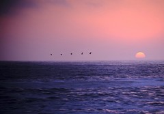 Pelicans Crossing the Sun Jenner California Stunning Sunset 8×10 Fine Art Print