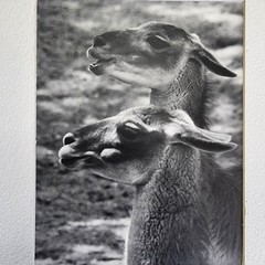 Art Photograph Two Llamas «Old Friends» Signed Rose Arizona Wildlife Photography