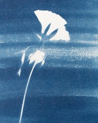 Flower|Cyanotype Botanical Print | Handmade Blue Photographic Art | 15×20 cm