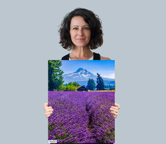 Serenity Blooms: Mt Hood Lavender Fields Wall Art Portrait Metal Canvas Print