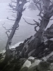 Leopold Hugo Signed Monterey Coast Cyprus Photograph