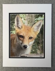 Fox Friend Photograph 8 X 10 Double Matted To 11 X 14 Print Original Art Signed