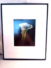 BLACKWATER PHOTOGRAPHY SINDED P. RIMSER PHOTO OF LILIE GLASS FRAMED16 BY 20 INCH