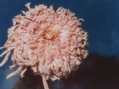 LOT 3 ORIGINAL COLOR PHOTOGRAPHS OF PLANTS FLOWERS SPECIES 14.5 X 10.25 INCHES