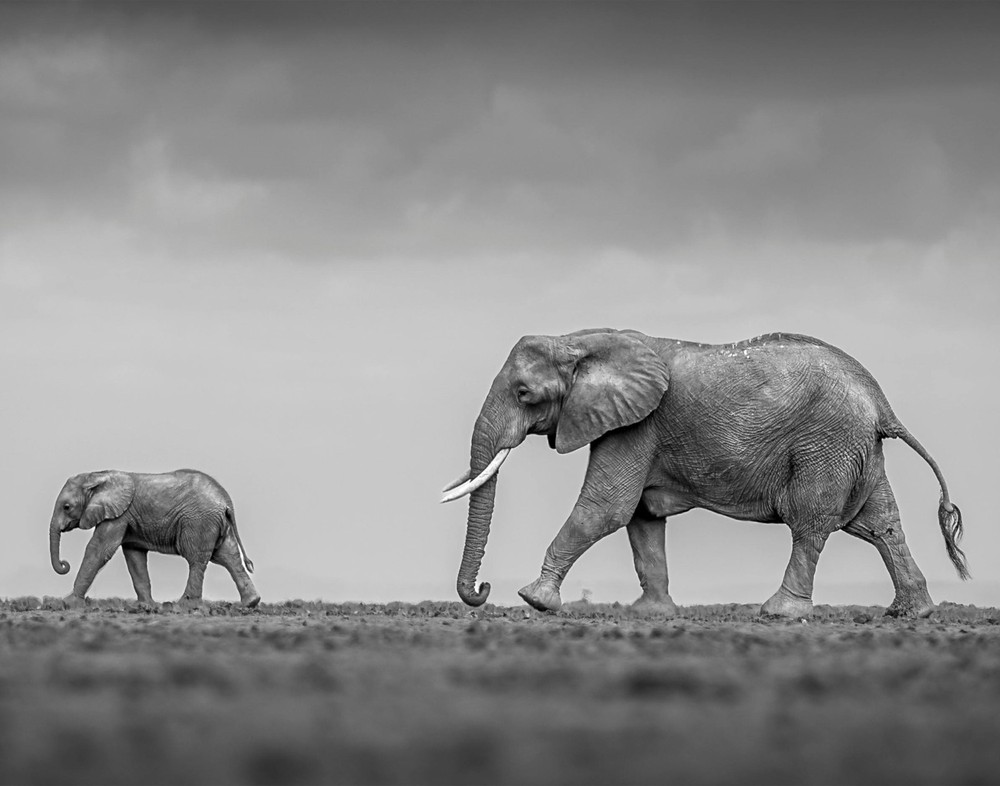 Elephant and Calf on Field Photograph 11×14 Print 11″x14″