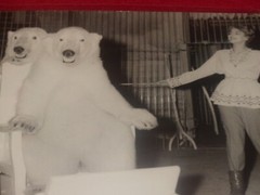 [CIRCUS] Large Vintage Photo / The Wise Bears Circa 1970 40 X 30 cm