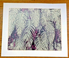 Signed Weston Photo Gelatin Silver 19 1/2″x15 3/4″ 1976
