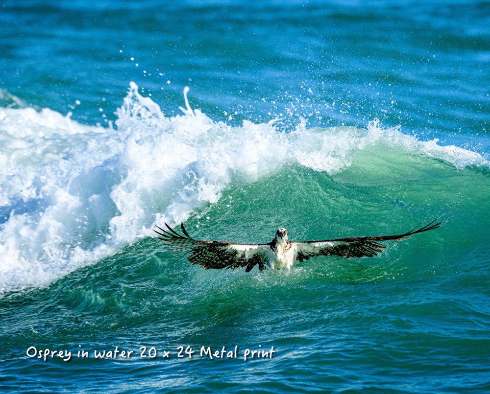 20 x 24 metal print of an osprey emerging from the ocean