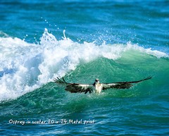 20 x 24 metal print of an osprey emerging from the ocean