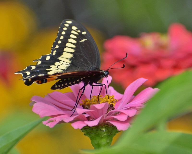 Art Photograph 8×10 Glossy Black Swallowtail Butterfly on Flower Artist Signed