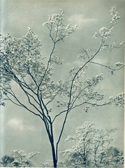 Pictorial Artistry (Adolf Fassbender) Signed & Numbered First Edition 40 photos