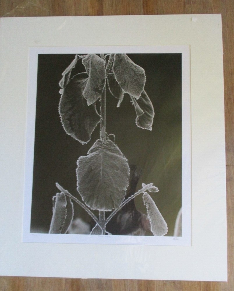 signed Original Black & White Photograph FIRST FROST Leaves 18″ x 22″ 3/150