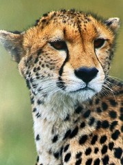 Wildlife Photography – Proud Warrior by Thomas Mangelson with COA