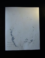 Toned Cyanotype – Original, Handmade – Rolleiflex – from HANDS by Adam’s Lilith