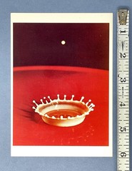 Milk Drop Coronet By Harold D. Edgerton Fotofolio Art Print Card 1988
