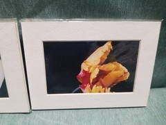 New Lot of 4 Matted 5×7 Photo Fine Art Print spring flower Tulip White Red