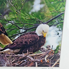 American Bald Eagles Bird Wildlife Animals Photography Mona Johnson Art Print