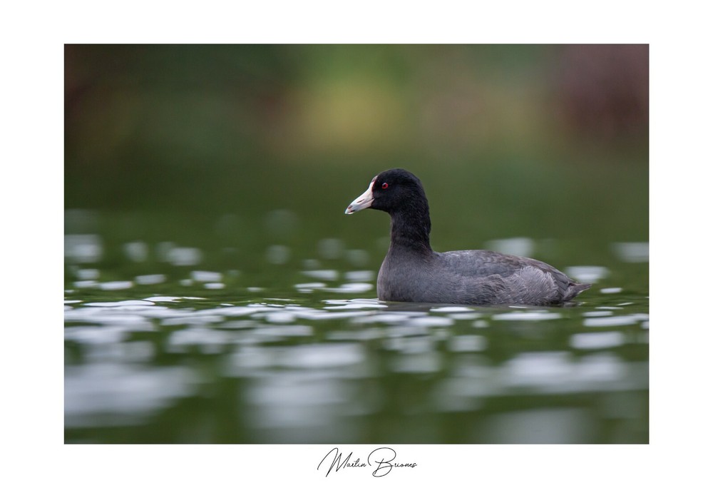 American Coot  by Martin Briones Wildlife Photography 13×19