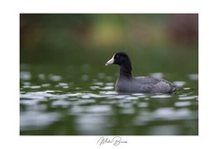 American Coot  by Martin Briones Wildlife Photography 13×19