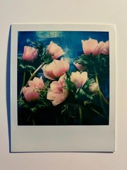 1 x Polaroid, Unique, Flowers, Photo, Photography, Instant Photo, Art, Art, SX 70