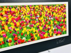 Beautiful Picture of a field of Tulips signed by artist D Hall