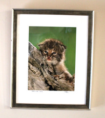 BOBCAT KITTEN Wildlife Baby Photography 249/450 Signed Matted Framed 18×15 Sweet