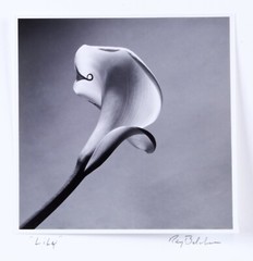 Ray Belcher Black and White Photograph Lily 1970