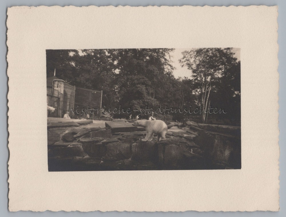 Hanover 1931 – Zoo Polar Bear Enclosure – Old Photo 1930s