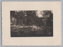 Hanover 1931 – Zoo Polar Bear Enclosure – Old Photo 1930s