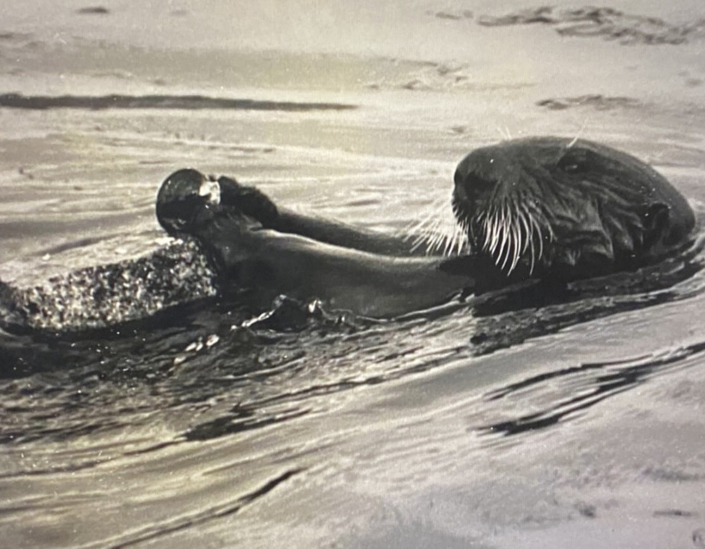 Tom Weber’s Cannery Row Sea Otter Photography.