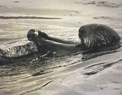 Tom Weber’s Cannery Row Sea Otter Photography.