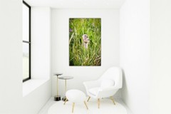 Ground Squirrel – Wildlife Fine Art Photography Prints