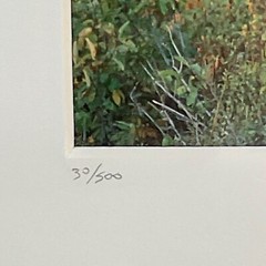Moose Call Photo Signed Framed & Numbered 30/500 Willie Holdman FoundArtShop
