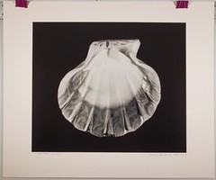 Charles Fendrock ‘Lions Paw, Inside’ Large Format Black & White Photograph