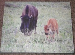 4 Canvas Prints Wall Art Grand Tetons Jackson Wyoming Colter Bay Mt Moran Bison
