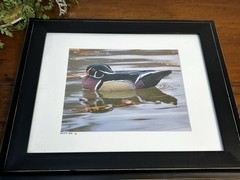 Male Wood Duck Signed Photograph William Dow 2014 Matted And Framed 17”x14”