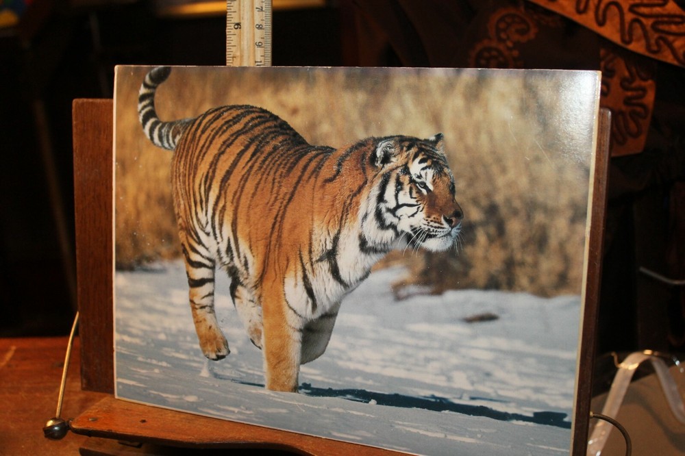 8×11 Photo Print Mounted on Mat Board TIGER