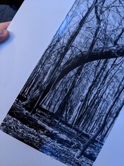 FOREST TREE NATURE LARGE ORIGINAL ART PHOTO B&W STETTNER VTG MATTE NJ CAMERA