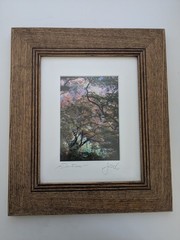 Dancing Trees Josh Axelrod Photograph. 5×7 framed and matted to 8×10